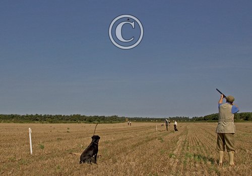Partridge Shooting 1 DM0338
